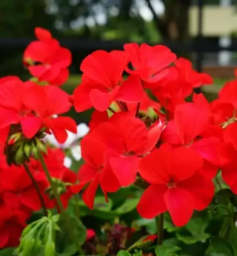 una fotografía de un geranio rojo en un jardín