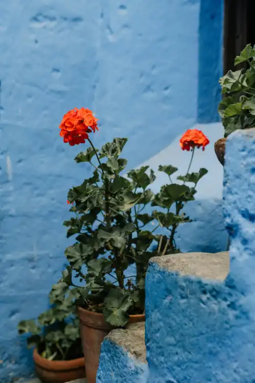Geranio como cuidarlo dos geranios en macetas, el geranio es una planta muy fácil de cuidar