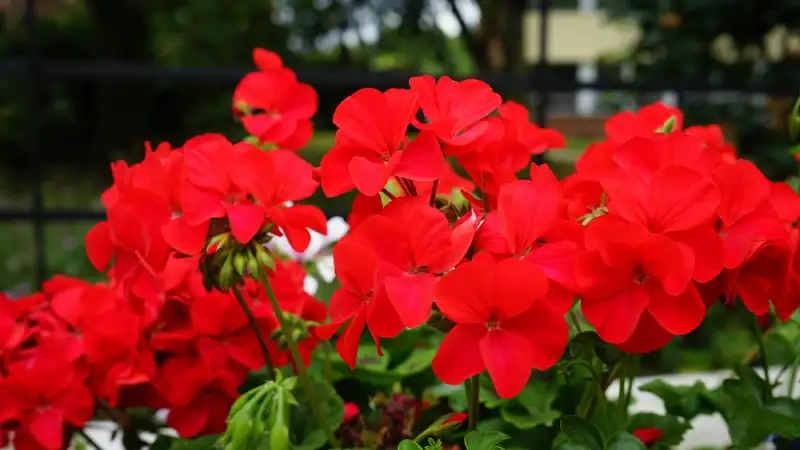 Geranio una fotografía de un geranio rojo en un jardín
